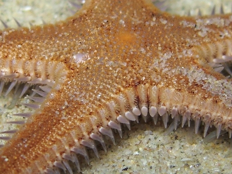 Astropecten spinulosus (Philippi, 1837)